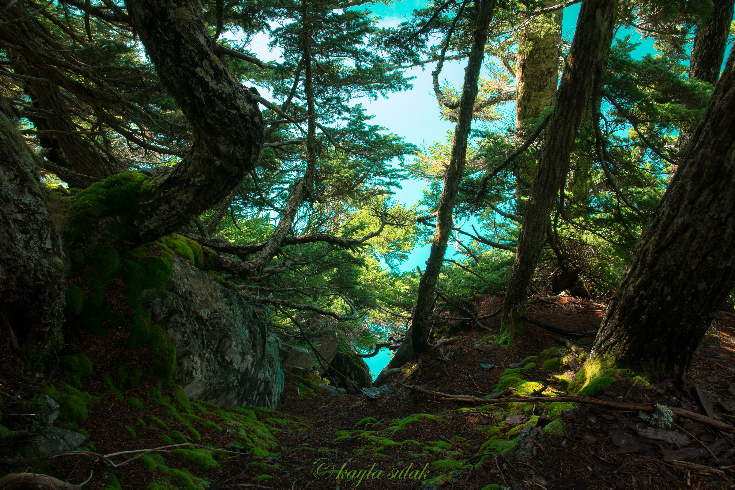 "The Green Vortex"