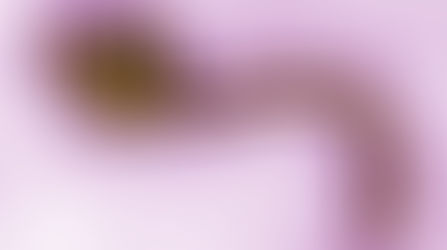 Ebola, la menace majeure du XXIème siècle ?