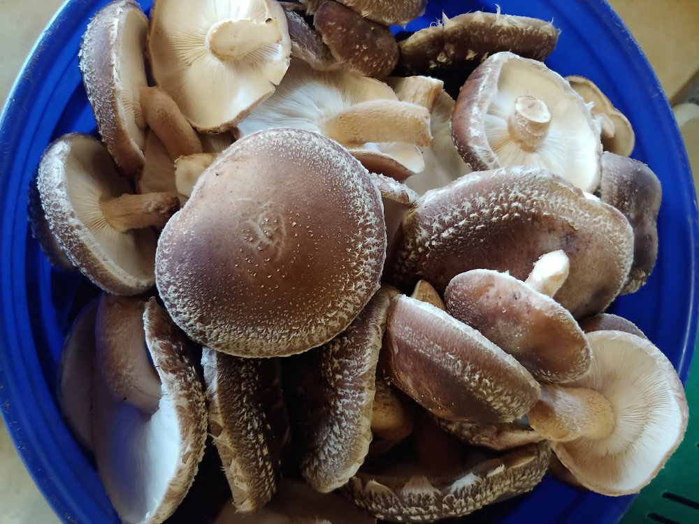 Volunteers Needed Shiitake Inoculation Party!