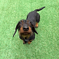 Sausage dog for website.heif