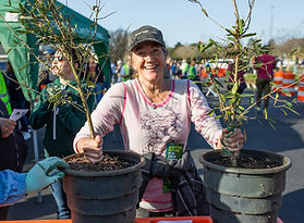 TREE_GIVEAWAY_46 (3).JPG