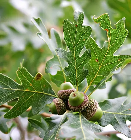 white oak tree.webp