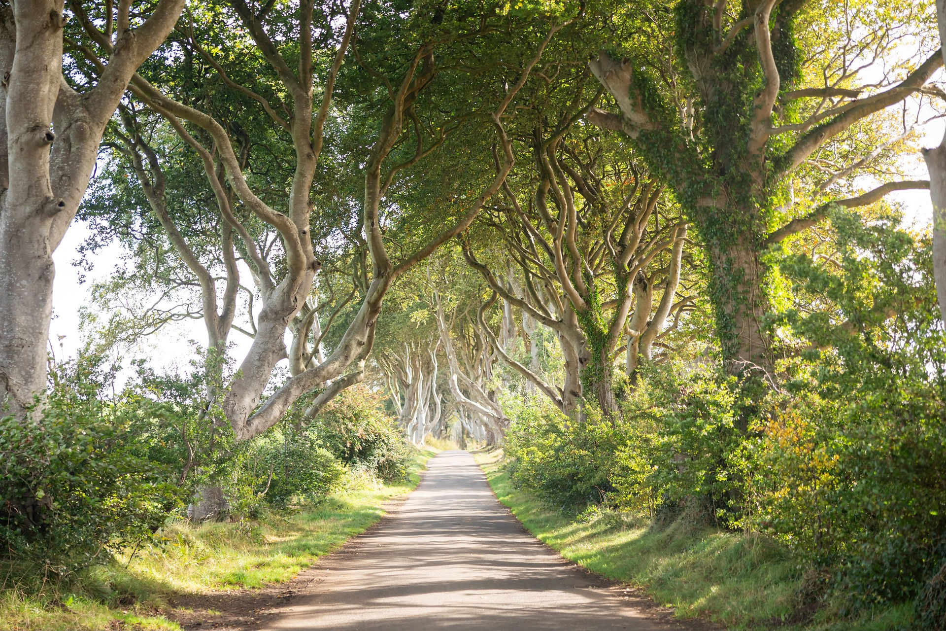The Dark Hedges