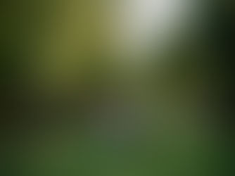Promenade éducative. Un homme et son chien en laisse se promènent ensemble le long d'un chemin en forêt