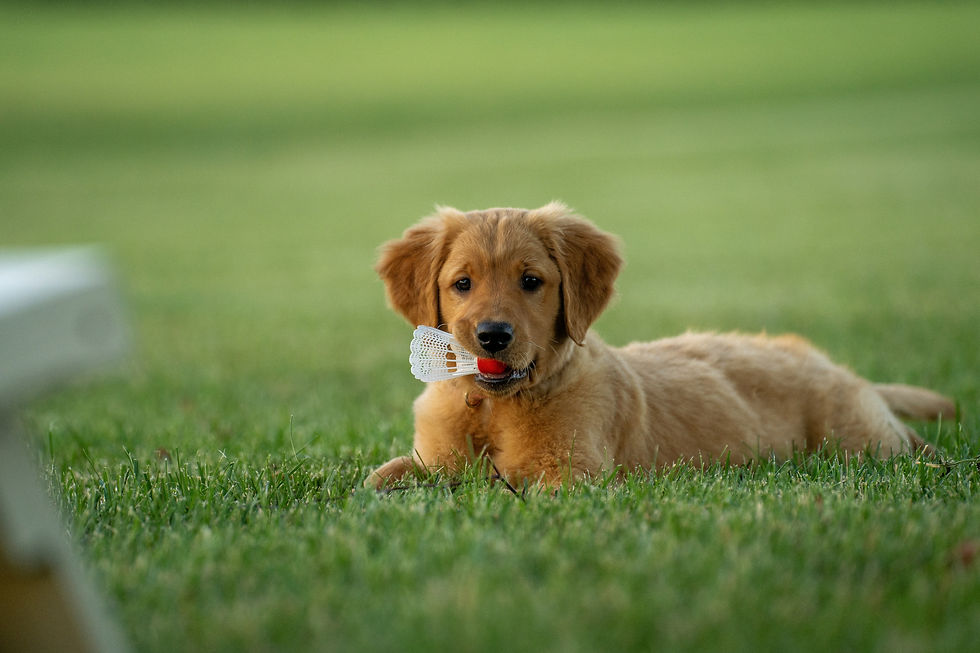 Un chiot Golden Retriever allongé dans l'herbe avec un jouet dans la bouche.