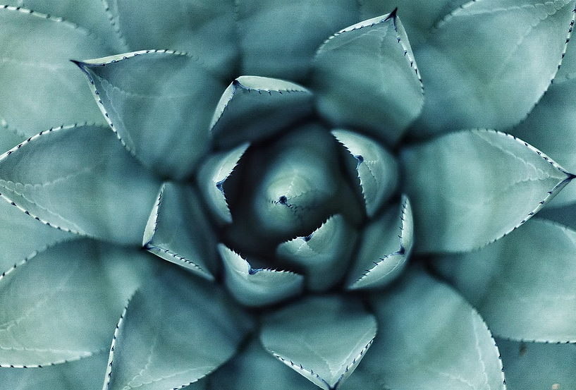 lotus.png