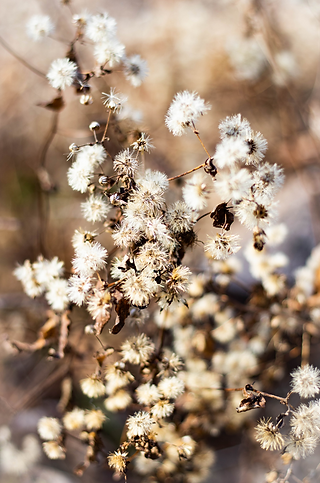 Flowers.png