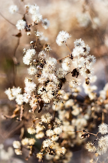Flowers.png