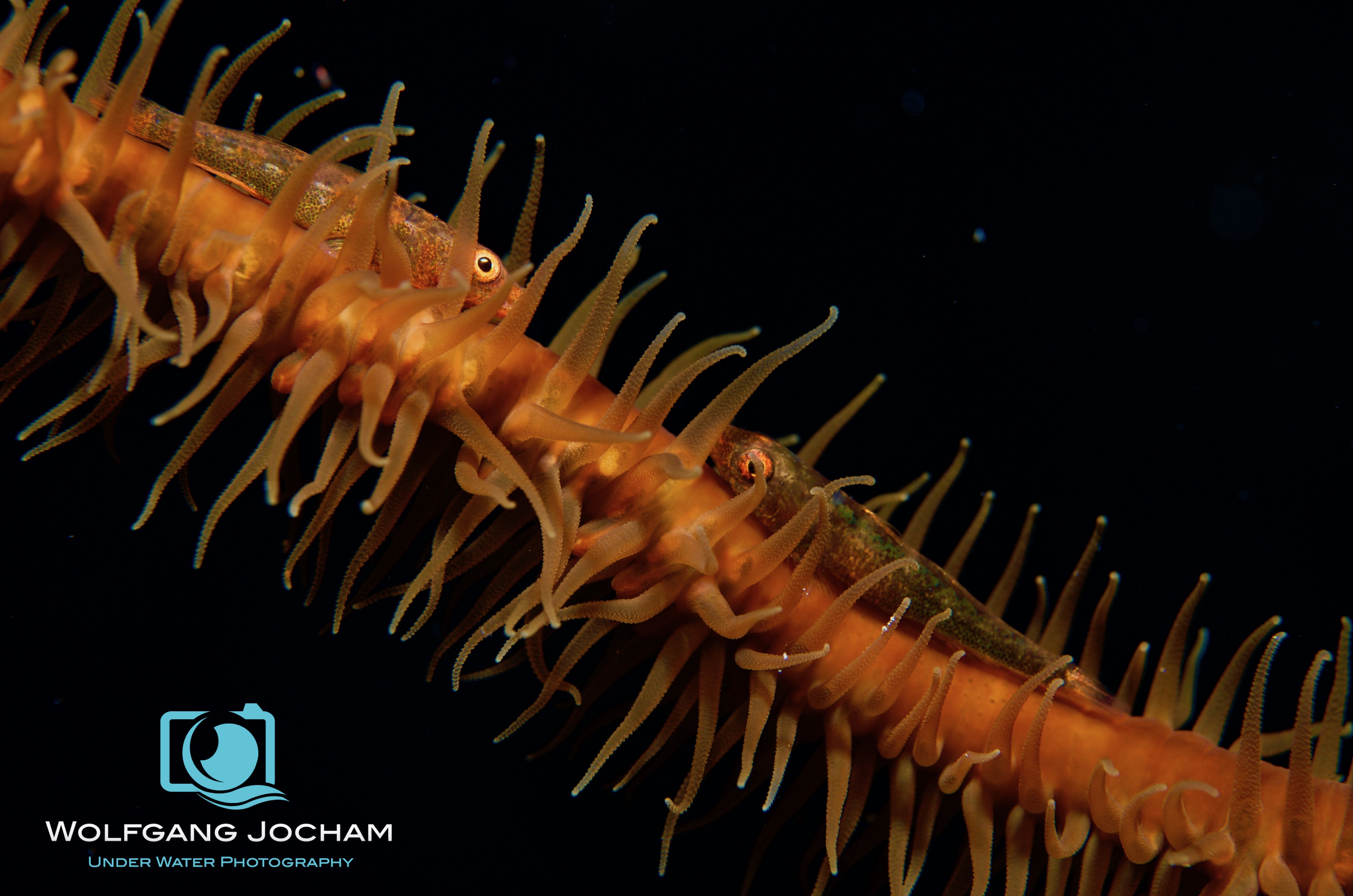 Two Goby