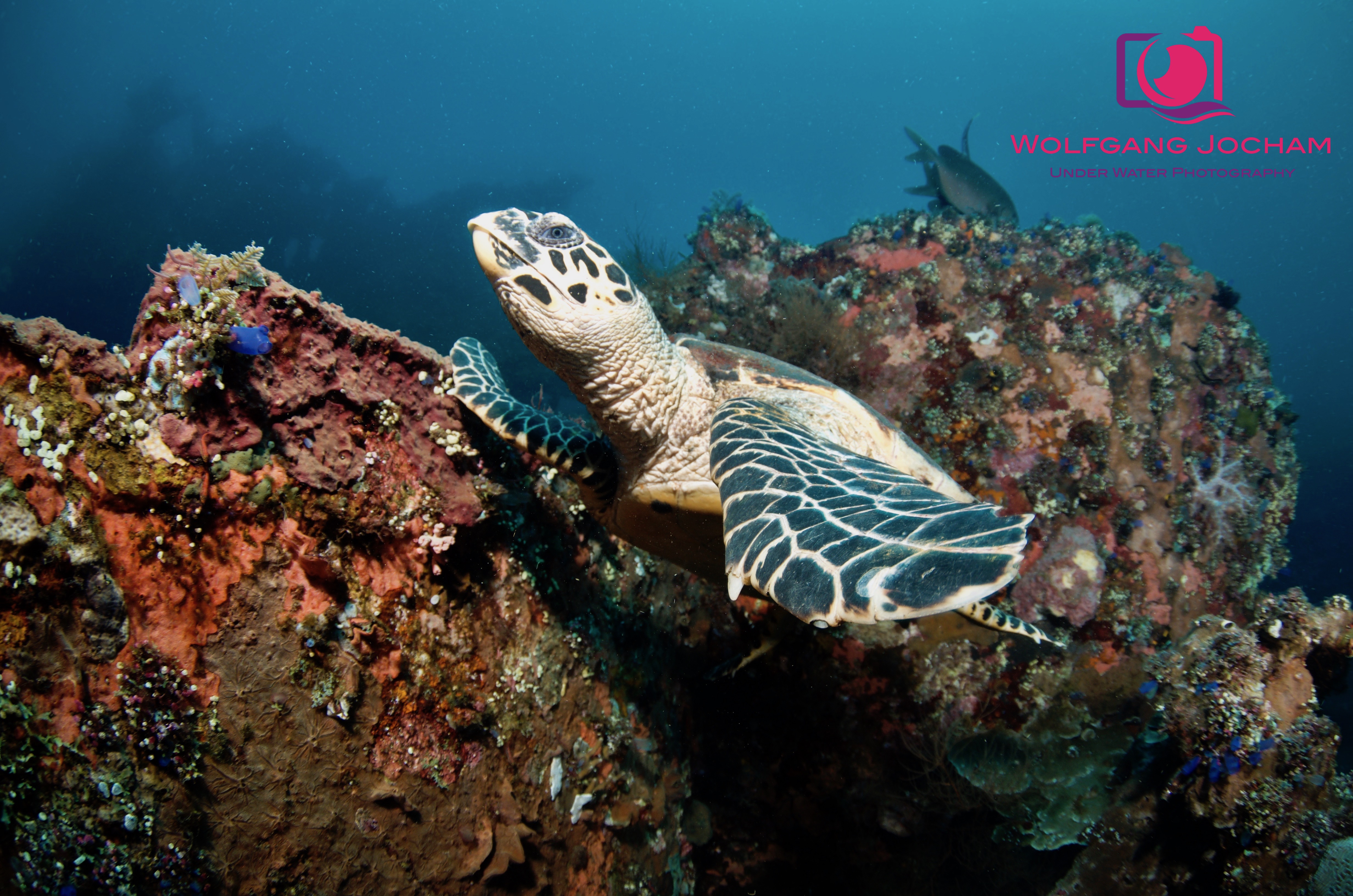 Turtle @ USAT Liberty
