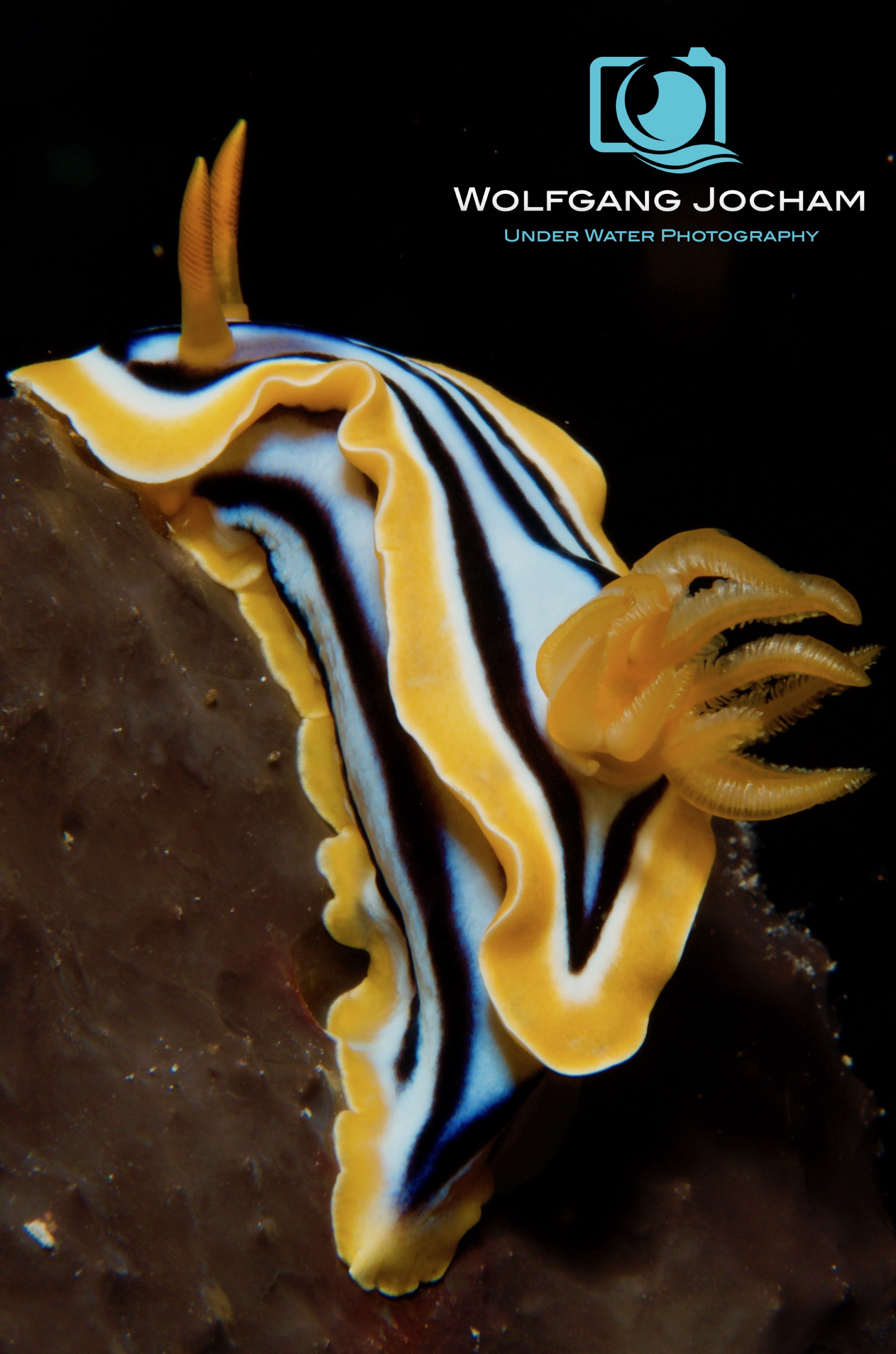 Pajama Slug