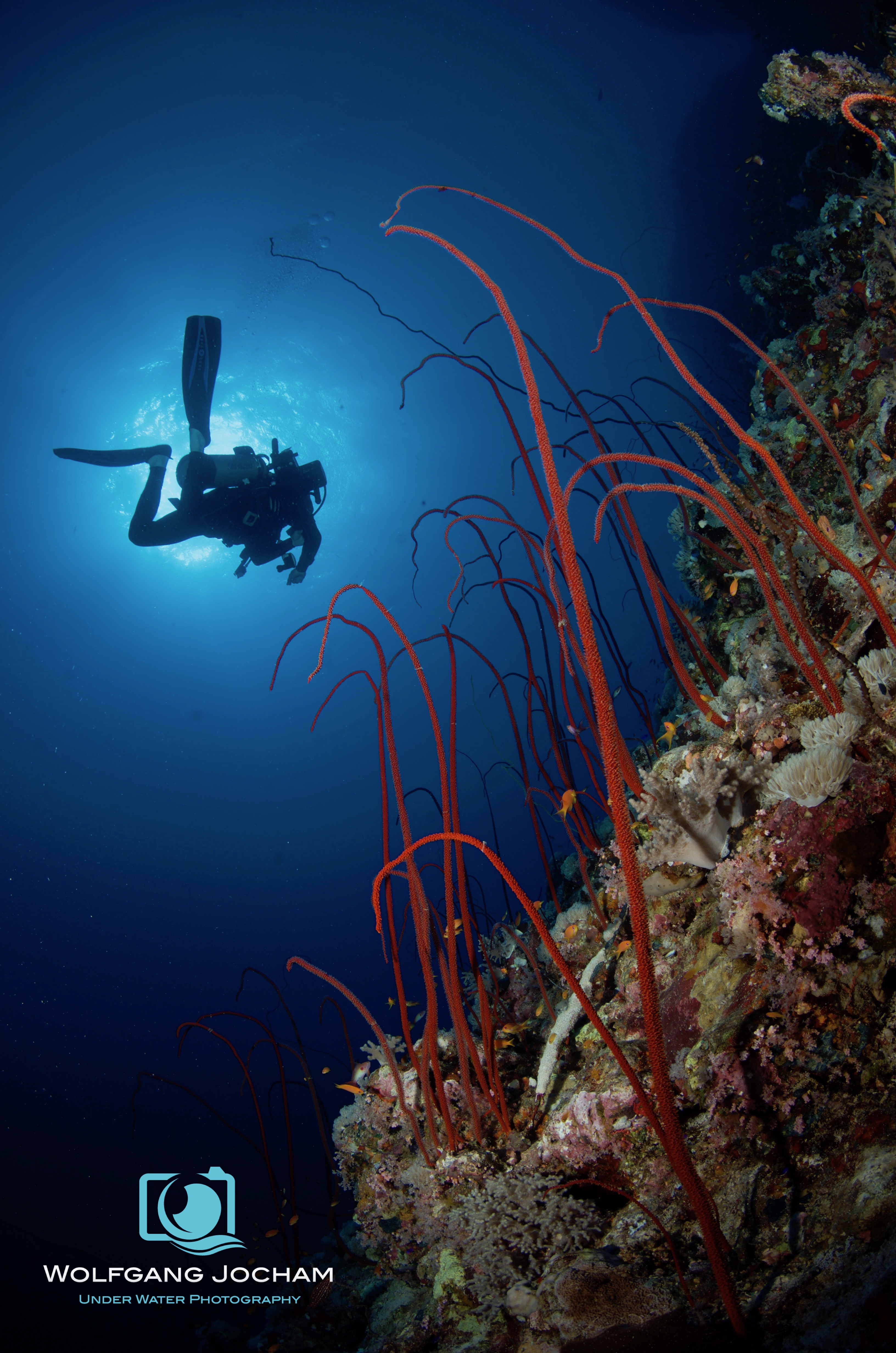 Whip coral forest