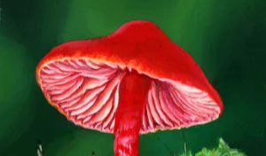 Art exhibition - Tracie MacVean "Fungarium"