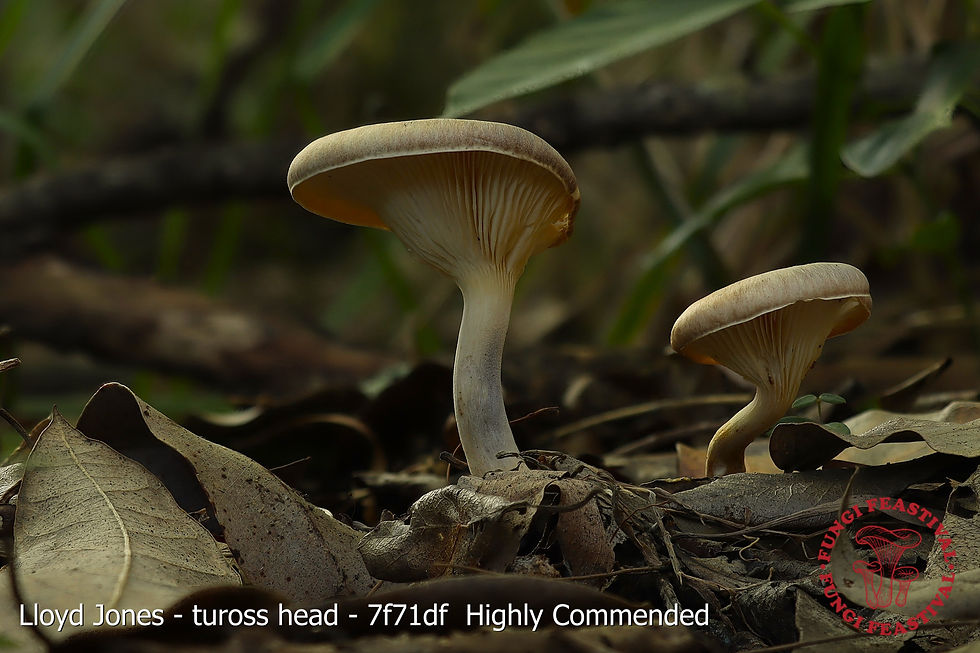 Fungi Foray with Jamie and Danja Derkenne