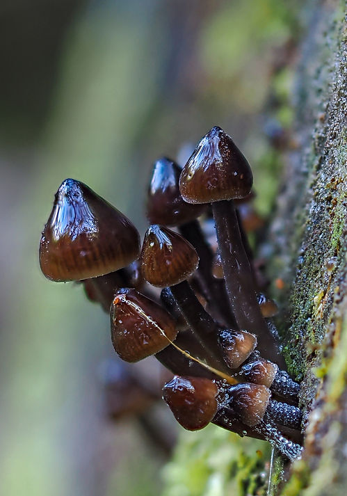 Sonia Rampling - Beowa National Park (Pambula) - 1fd938_edited.jpg