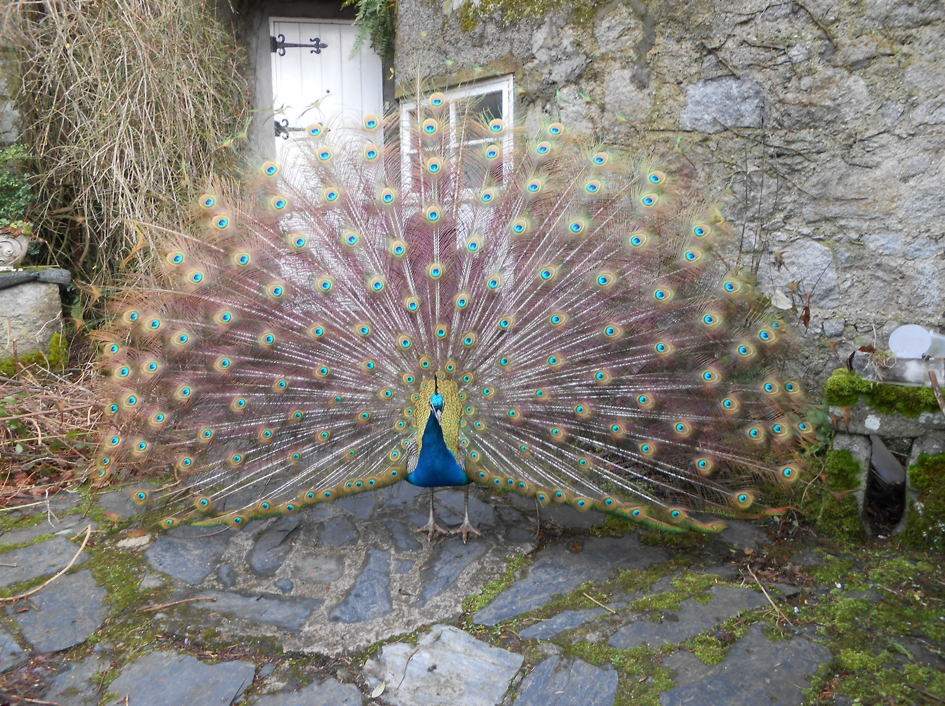 Peacock