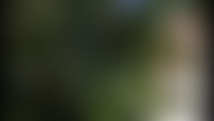 Árvore com risco de desabamento na rua dos Colibrís.