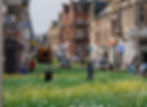 Nairn High street rewilded with flowers and grass