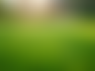 Routine Practices for a Beautiful and Lush Lawn