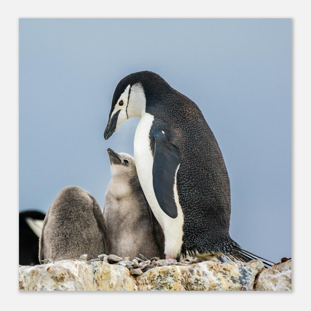 Looking Up | 60x60 cm Aluminum Print