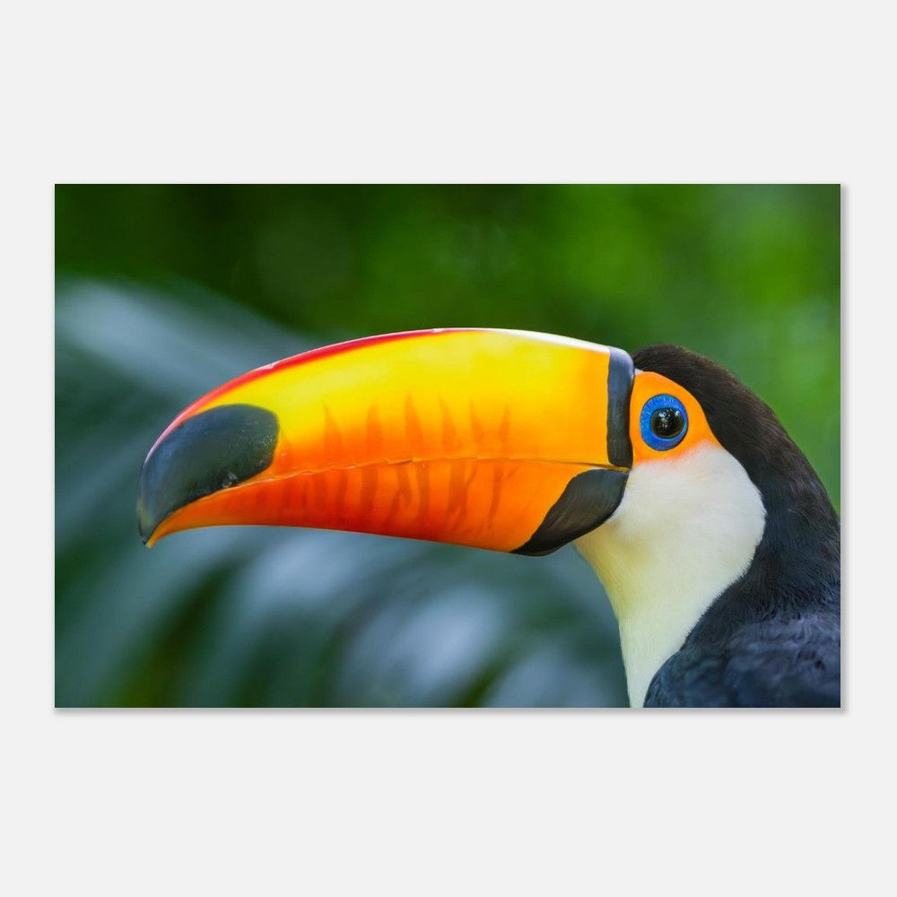 The Big Bill | 60x90 cm Aluminum Print