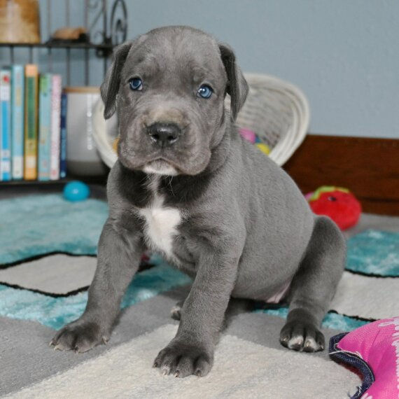 Thumbnail: buddy (Female)