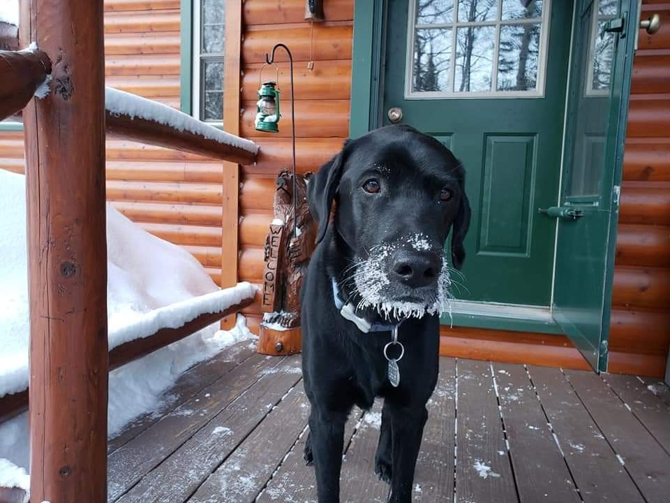 Black Labrador with snow on its muzzle at a log cabin.