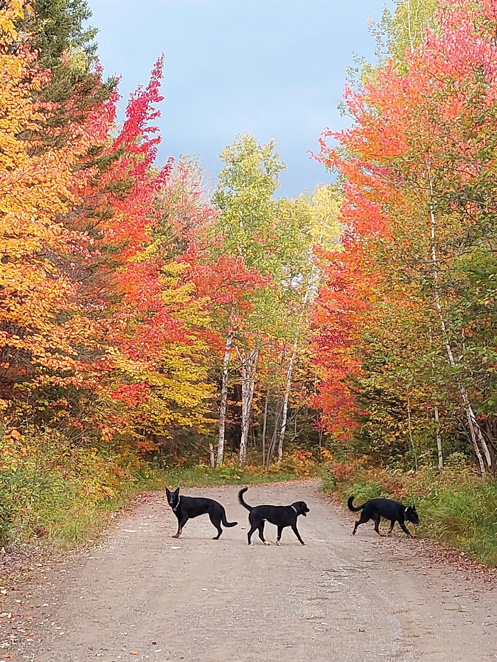 Three black dogs walking on a path through autumn trees.