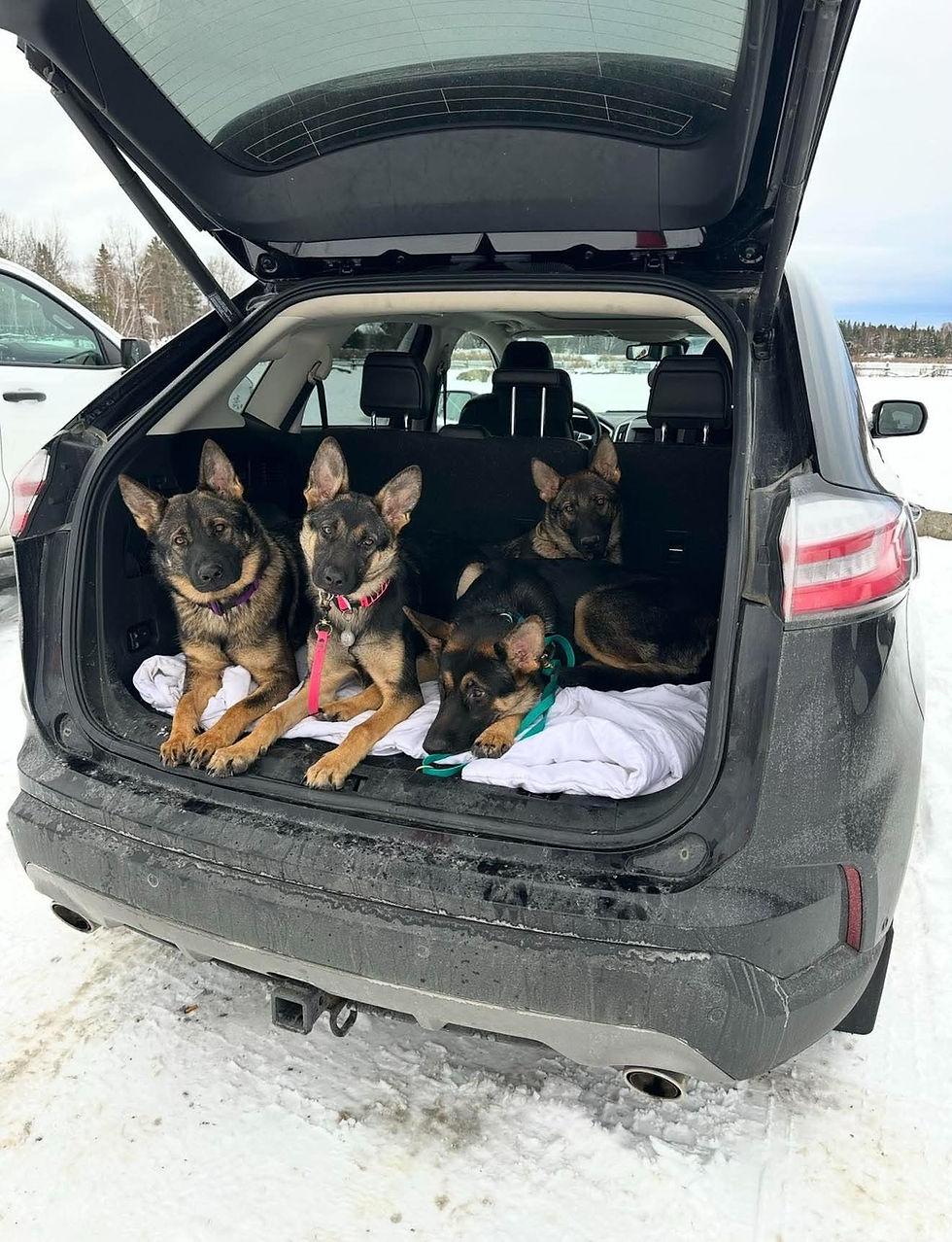 Four German Shepherd puppies in the back of an SUV.