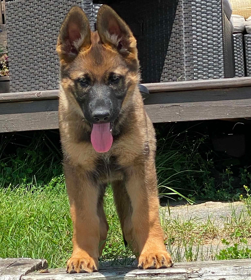 German Shepherd puppy standing on a wooden deck outdoors