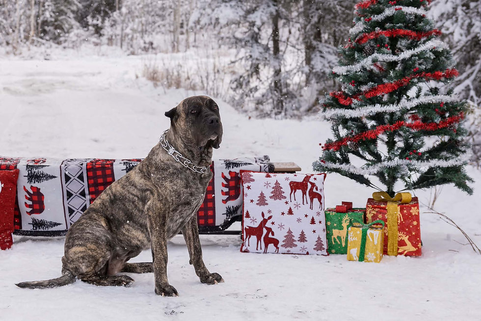 Brindle Cane Corso dog sitting in snow by Christmas tree