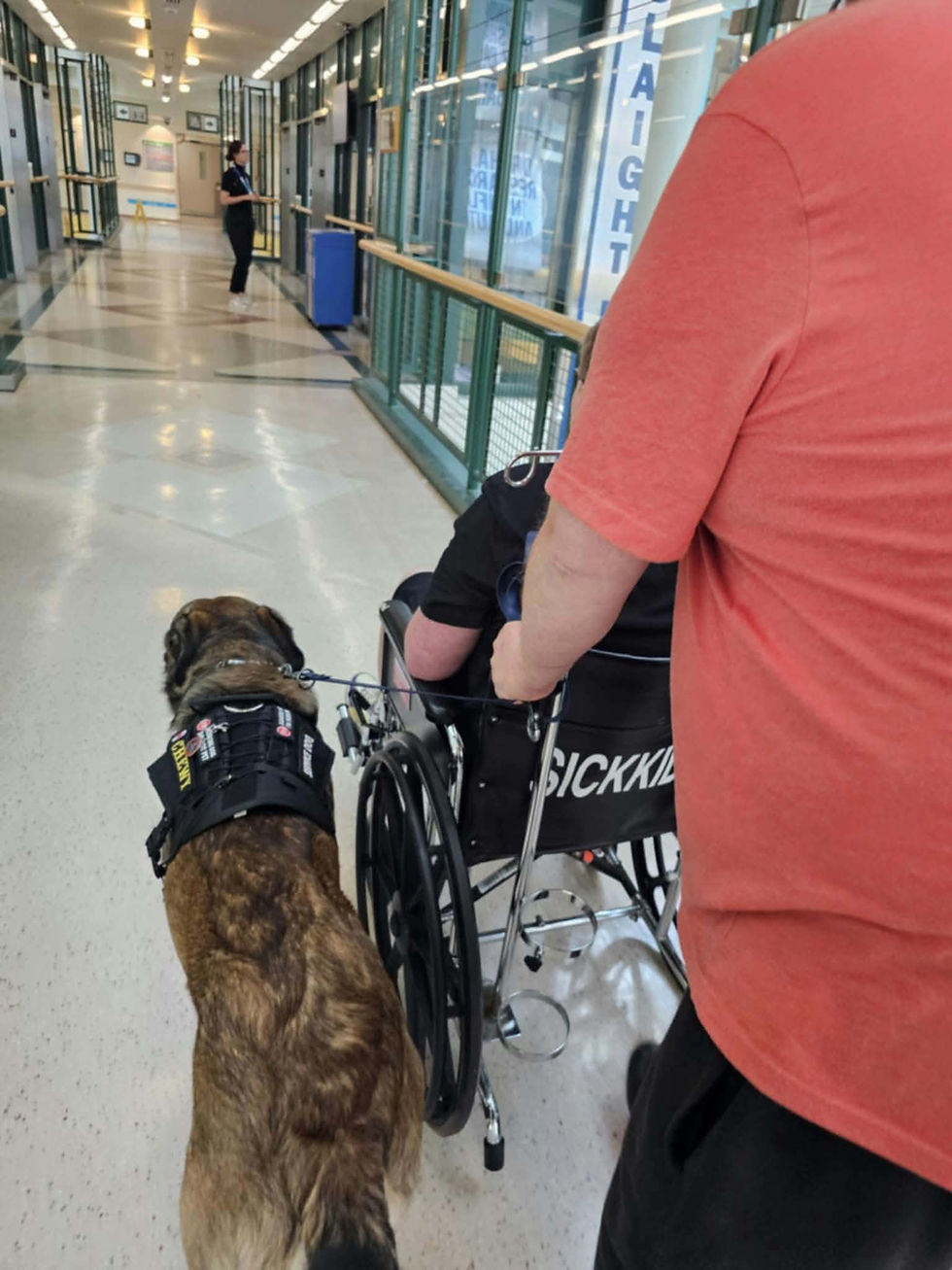 Service dog walking beside a person in a wheelchair.