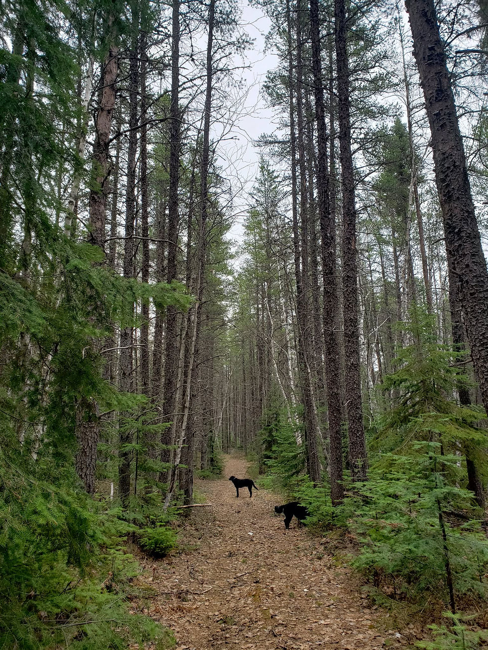 Two black dogs walking on a path in a pine forest.