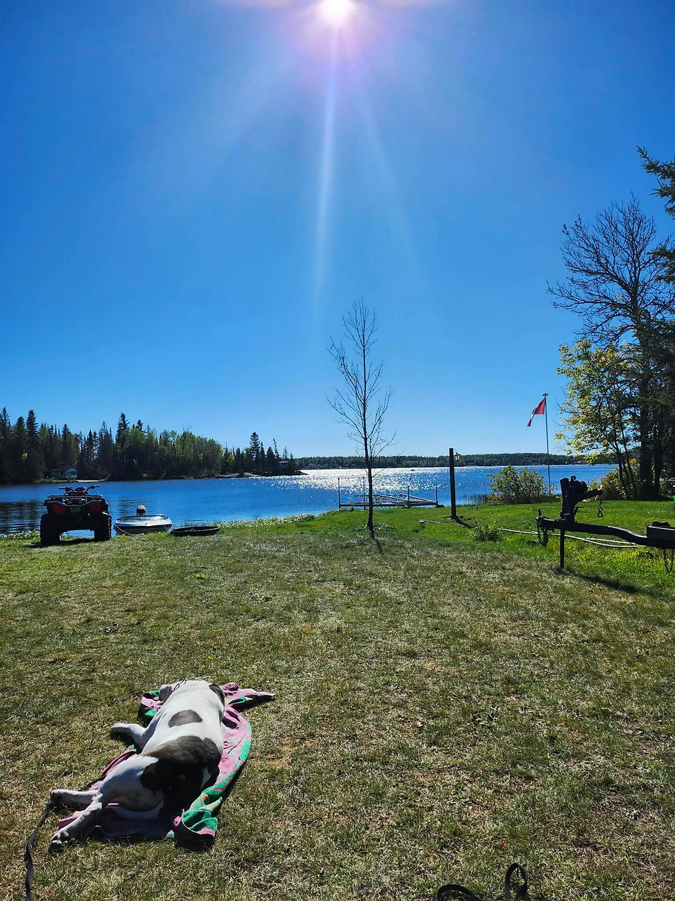 Dog napping on a sunny lawn by a lake