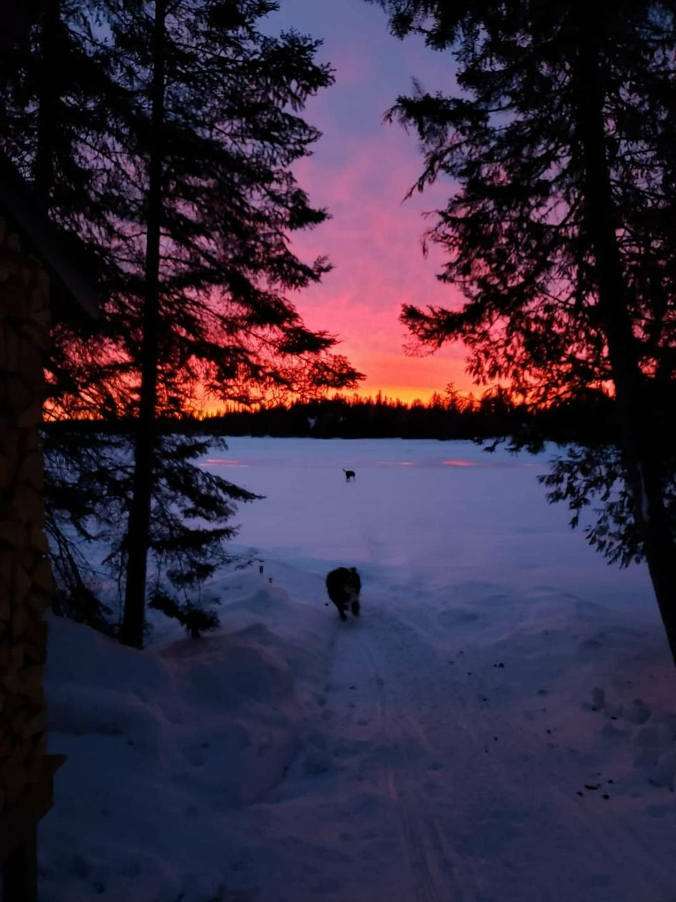 Pink sunset over a snowy lake framed by pine trees