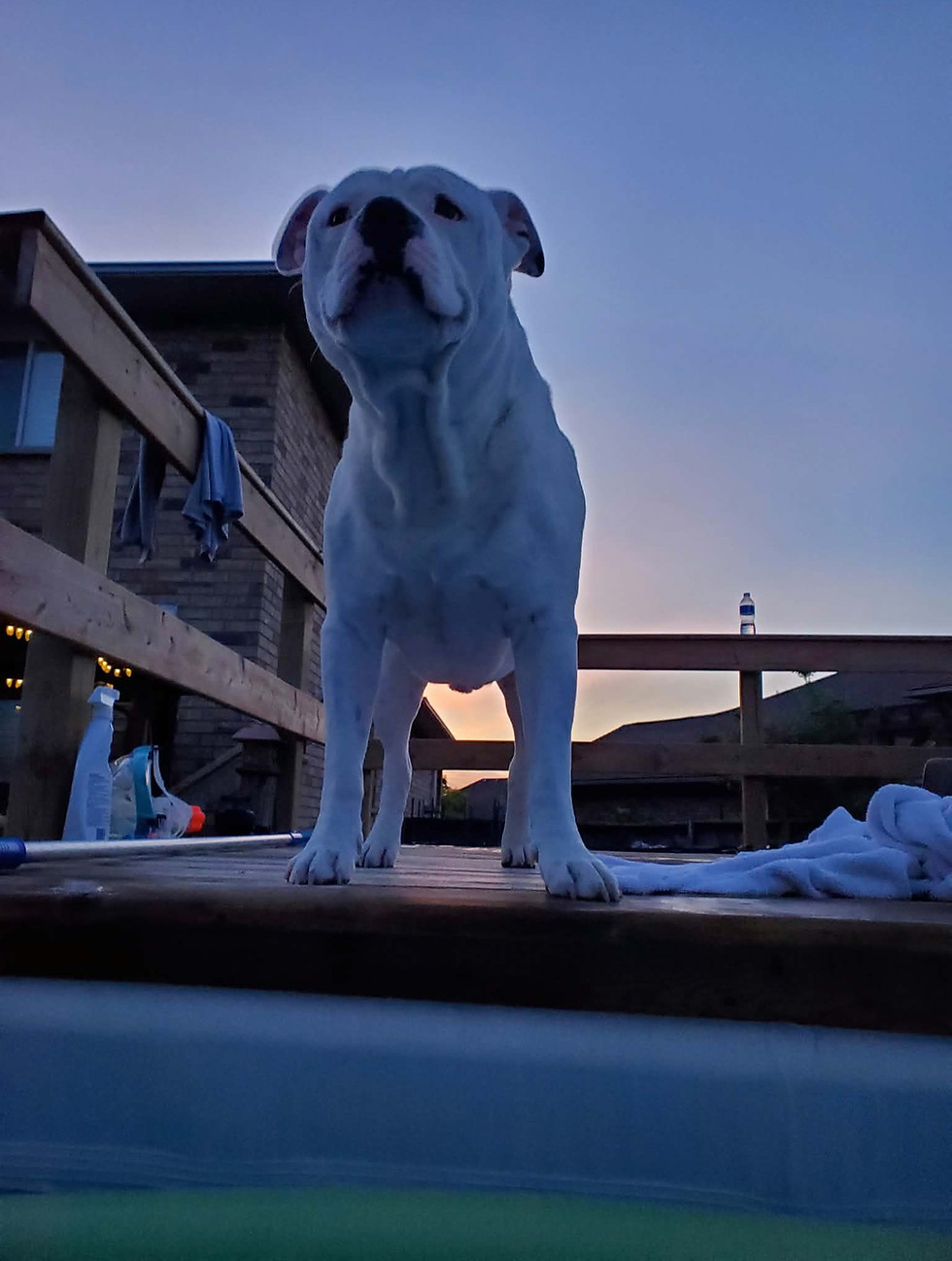 White dog standing on a balcony at twilight