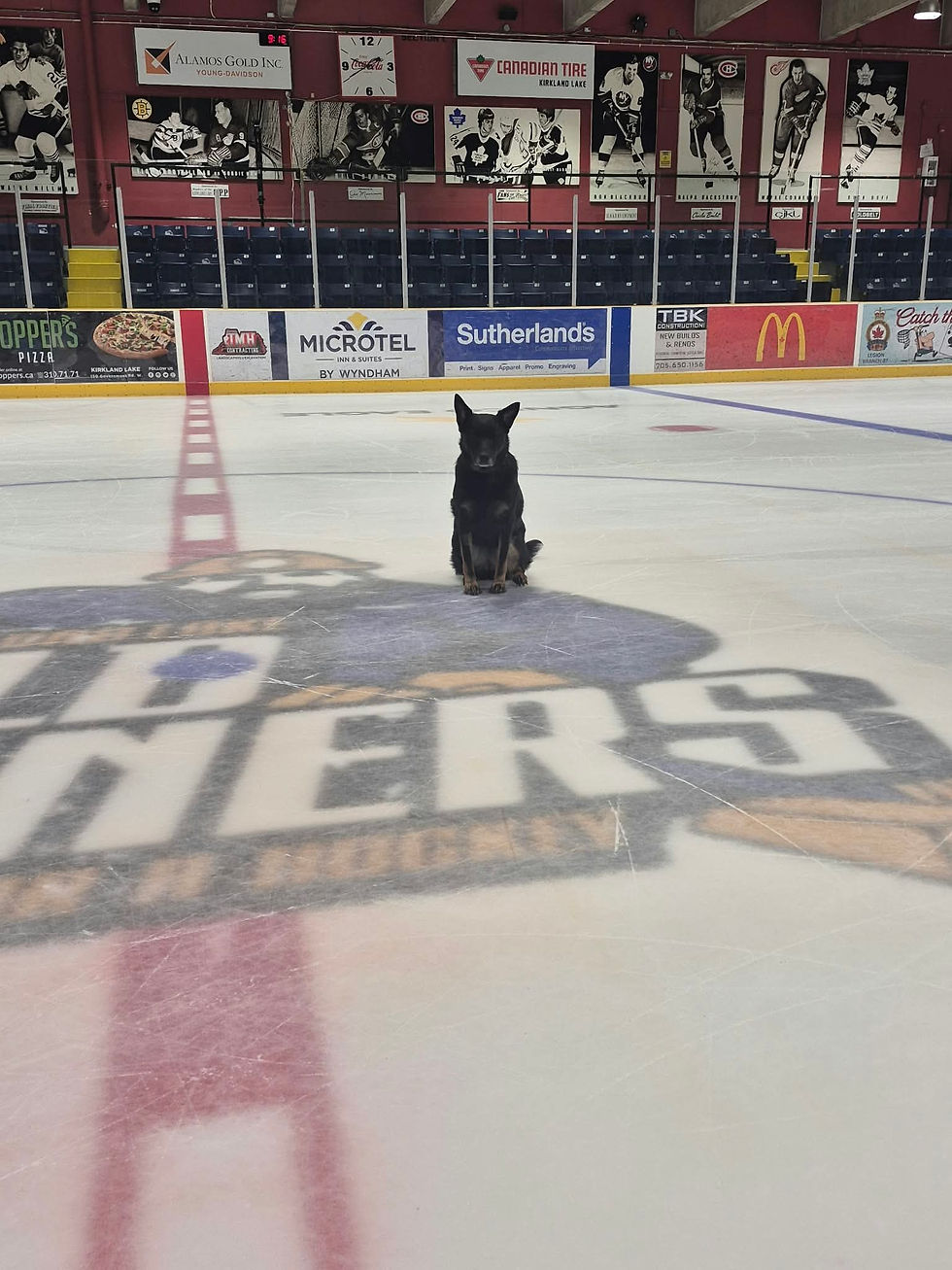 Black dog sitting on ice at a Roadrunners hockey arena