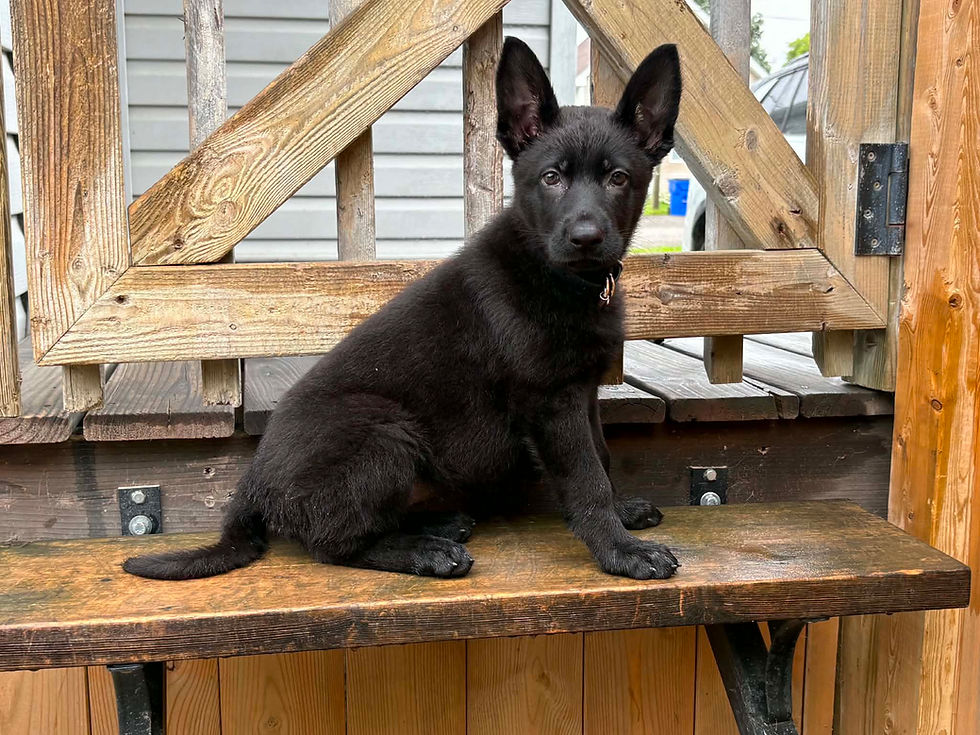 Black German Shepherd puppy sitting on a wooden bench