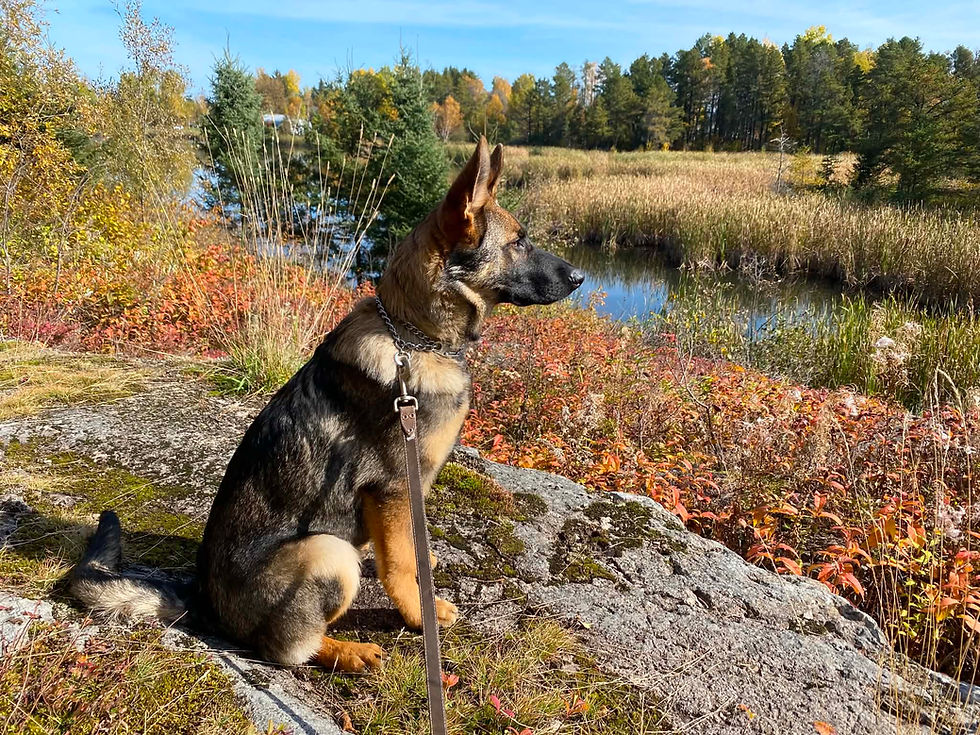 German Shepherd puppy sitting on a rock near a lake