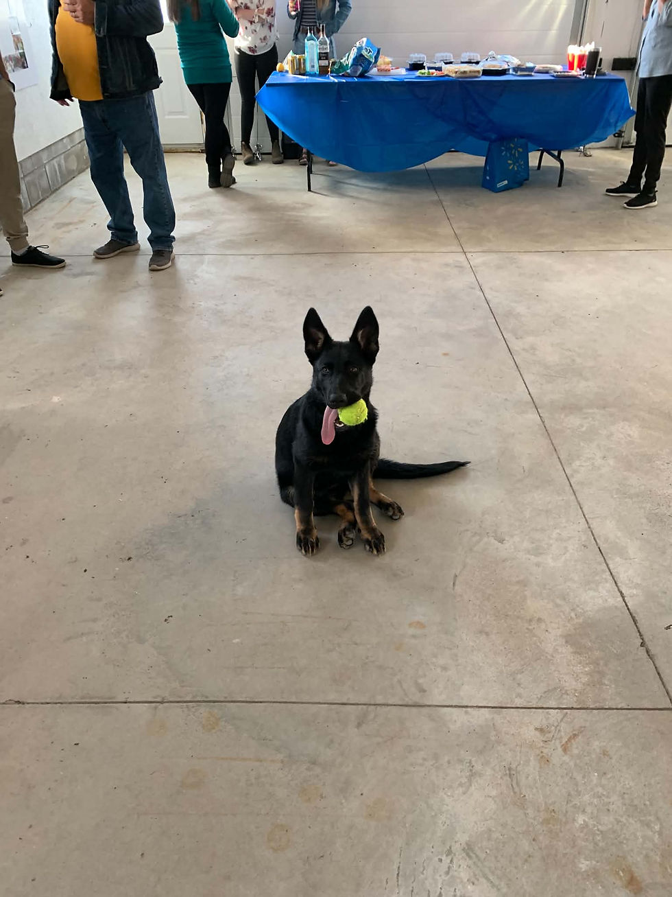 German Shepherd puppy sitting with a tennis ball in its mouth