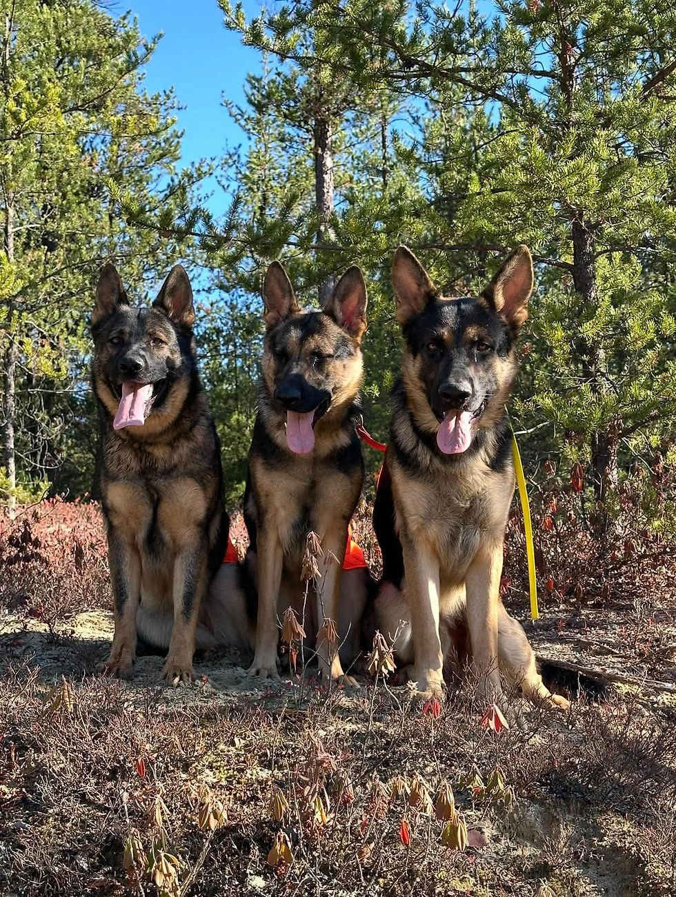 Three German Shepherd dogs sitting together in a forest