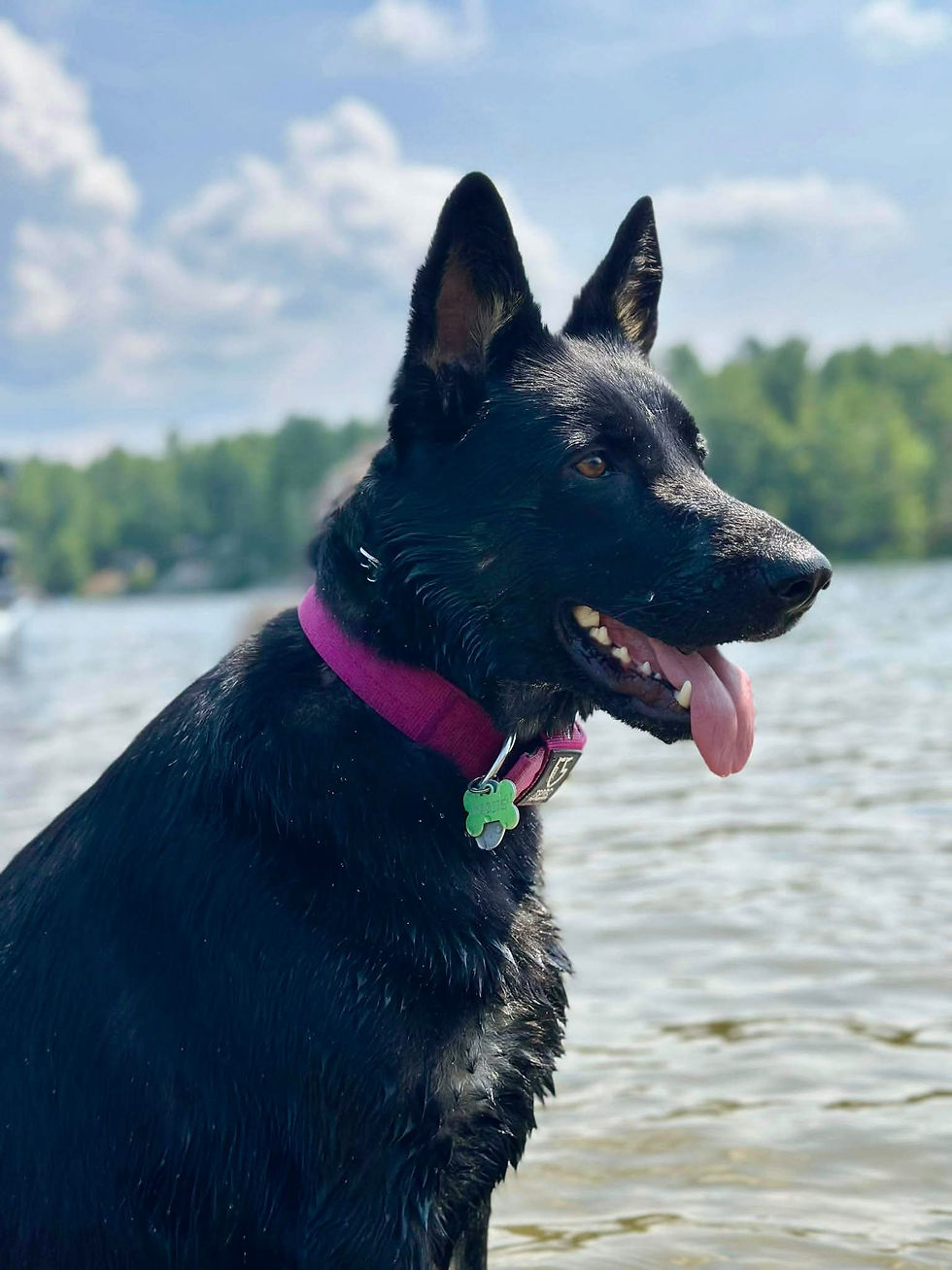Black German Shepherd in a pink collar by a lake