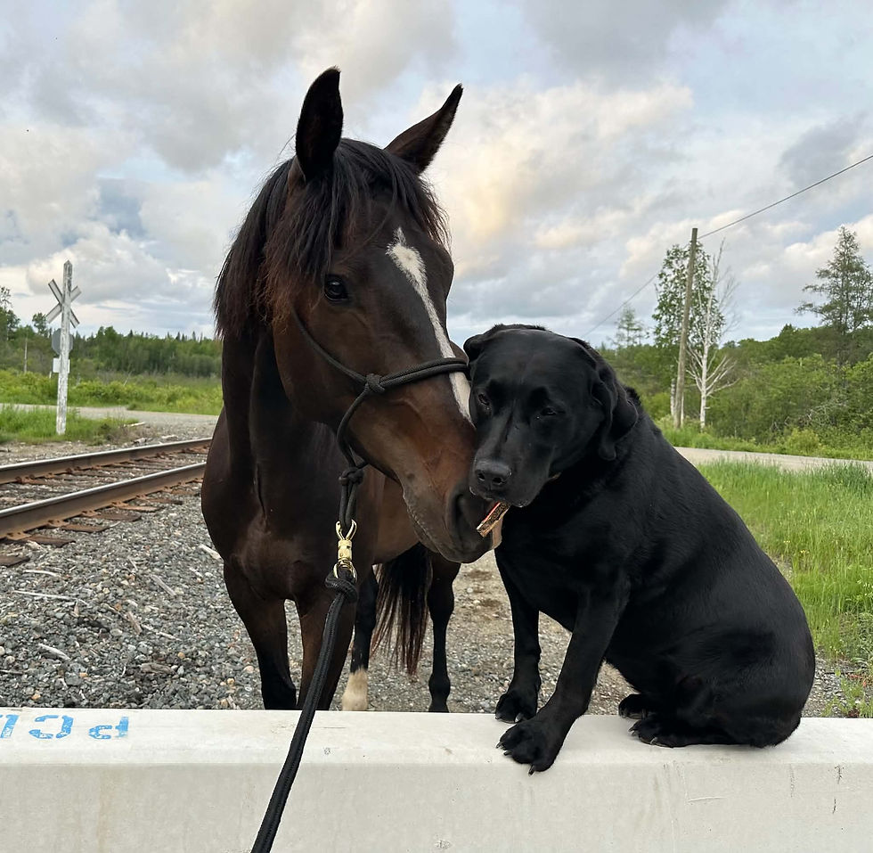 Black dog sitting next to a brown horse by train tracks