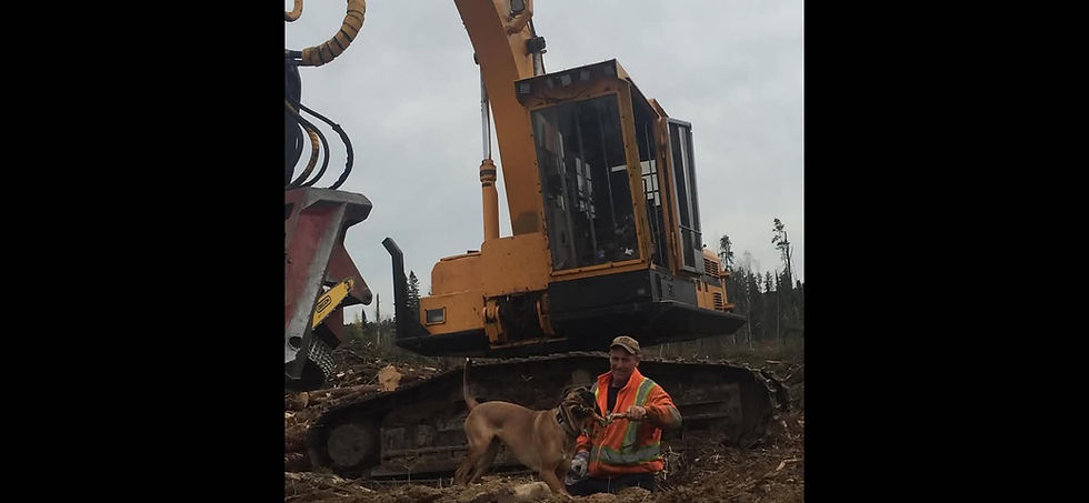Worker in safety vest with dog near yellow feller buncher