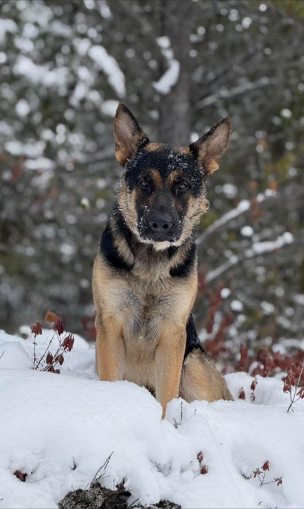 German Shepherd sitting in the snow