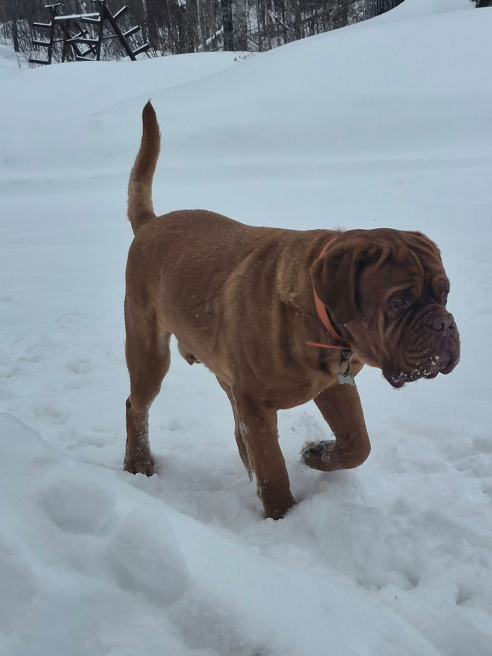 Dogue de Bordeaux walking in the snow