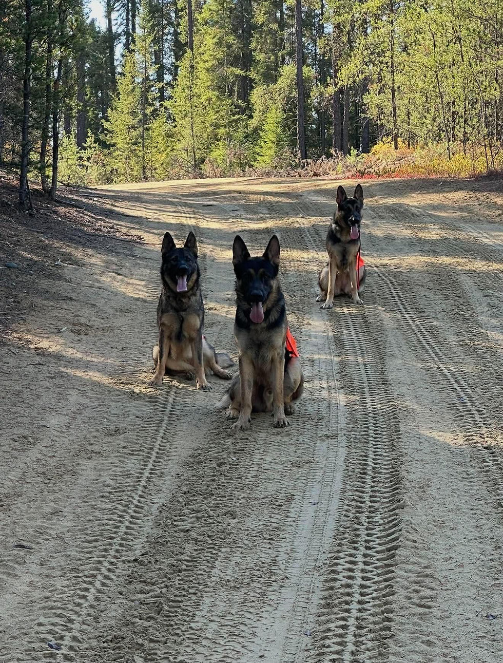 Three German Shepherds sitting on a dirt path in a forest