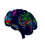 brain_atlas.png