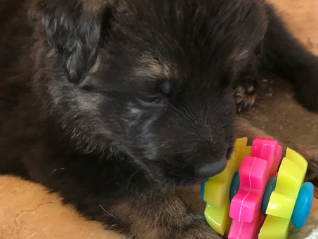 First time playing with toys :)