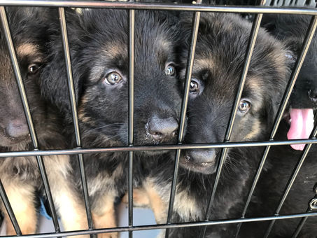 Had a great vet check up!